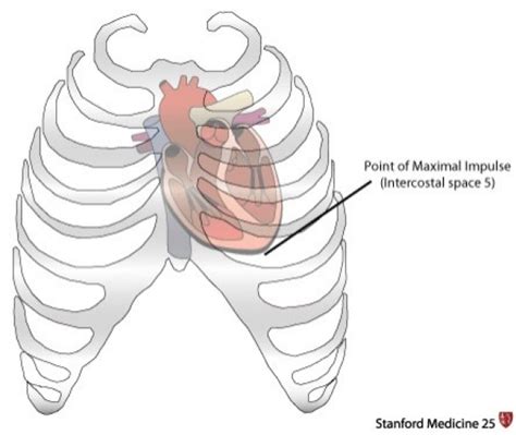 point of maximal impact heart.